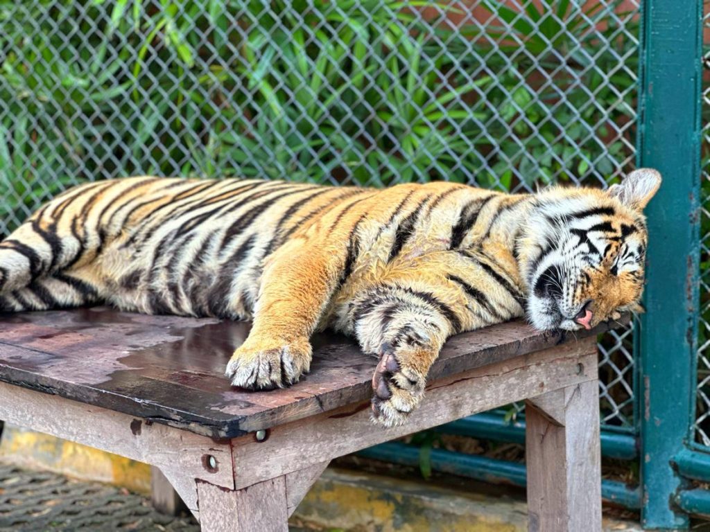 Phuket tiger kingdom